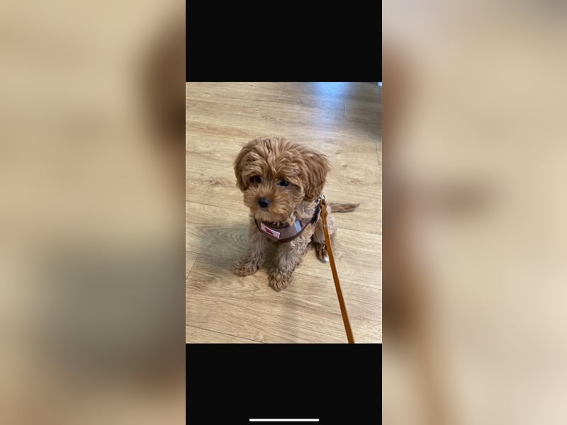 Cavapoo Welpen