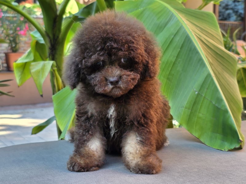 Cavapoo welpen