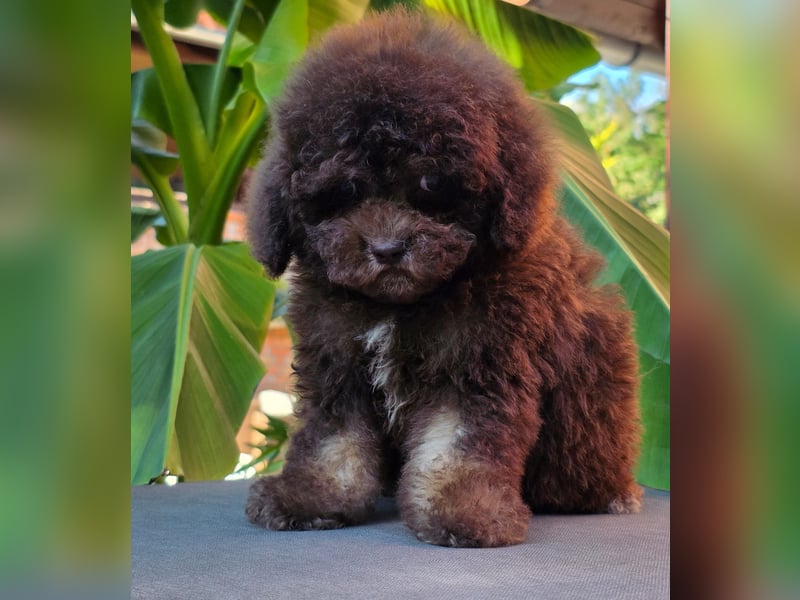 Cavapoo welpen