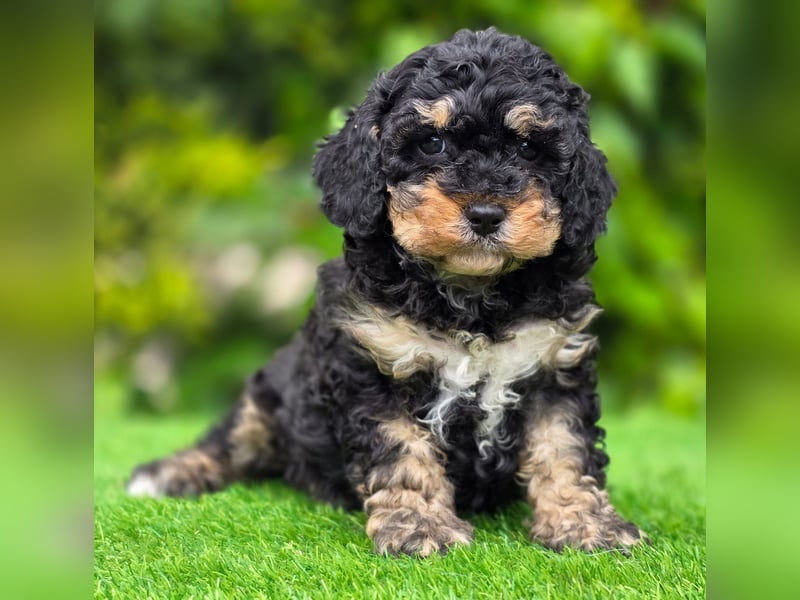 Cavapoo welpen