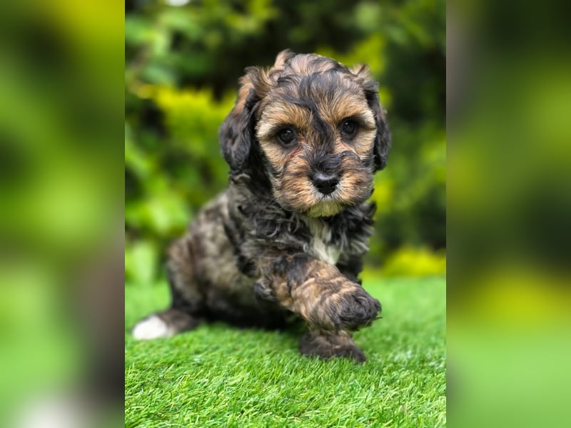 Cavapoo welpen