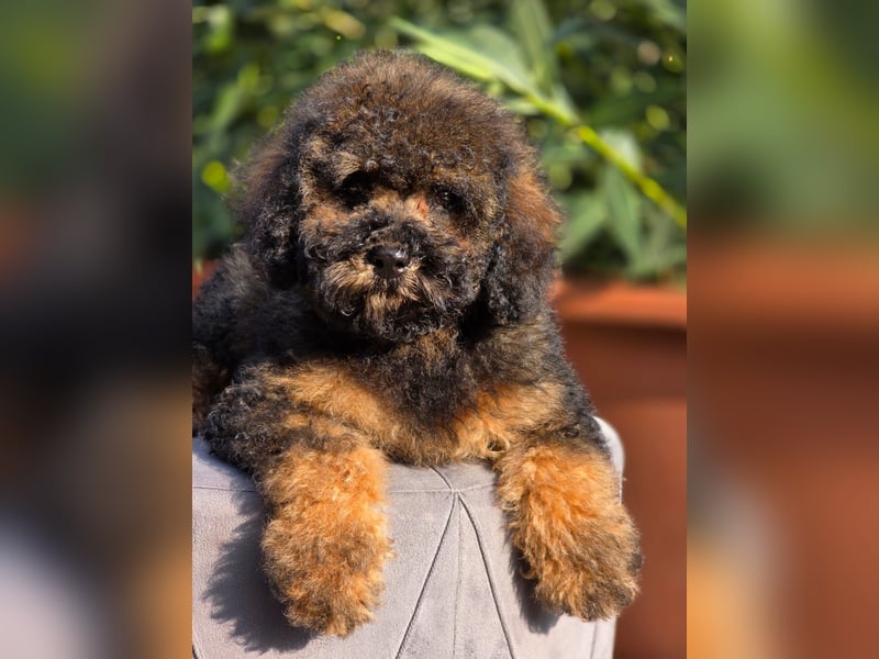 Cavapoo welpen