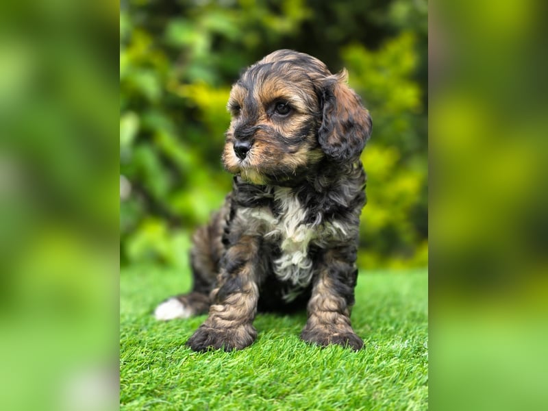 Cavapoo welpen