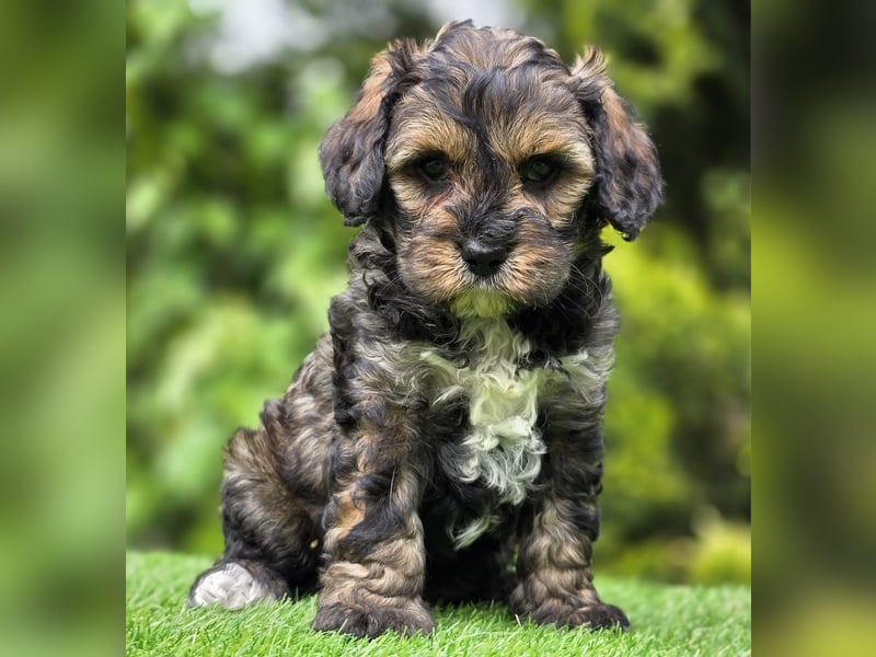 Cavapoo welpen