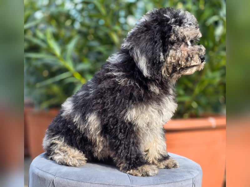 Cavapoo welpen