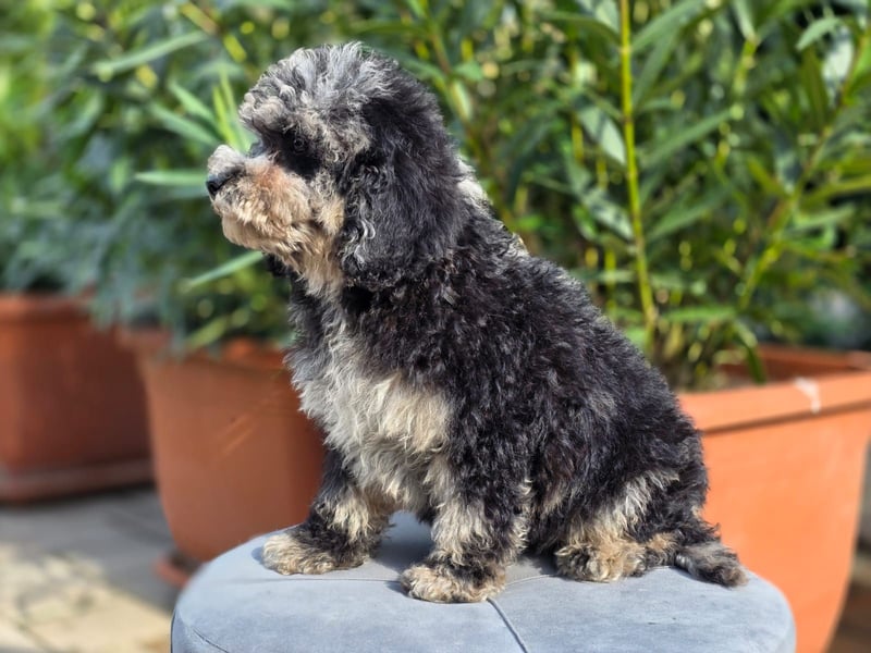 Cavapoo welpen