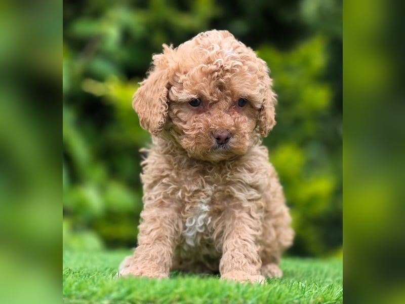 Cavapoo welpen