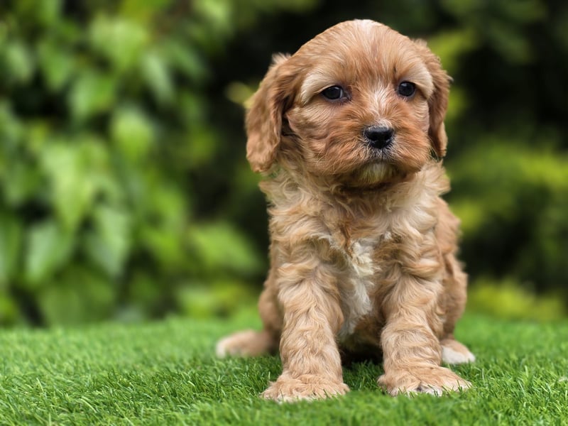 Cavapoo welpen