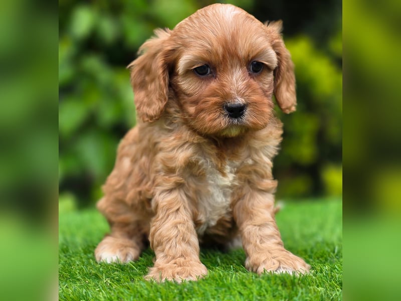 Cavapoo welpen