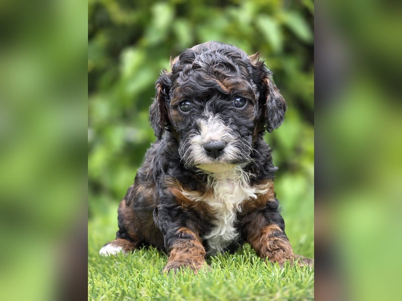 Cavapoo welpen