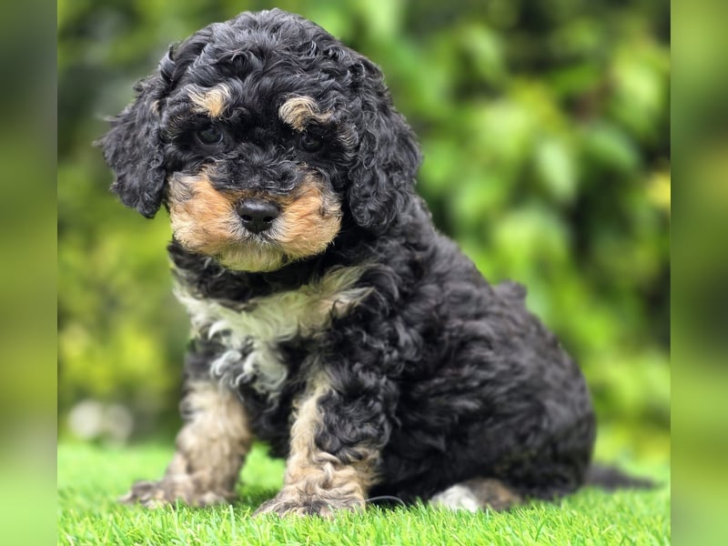 Cavapoo welpen