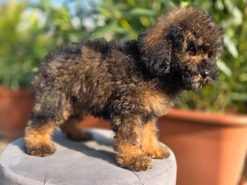 Cavapoo welpen
