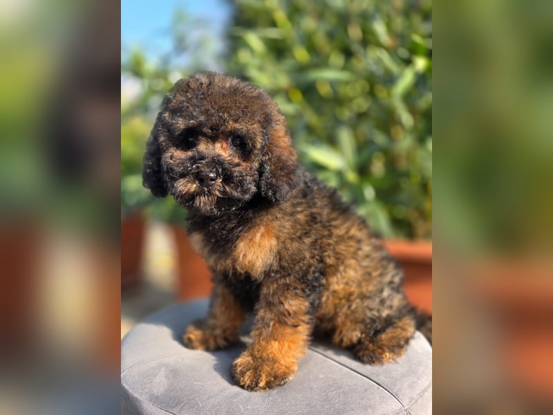 Cavapoo welpen