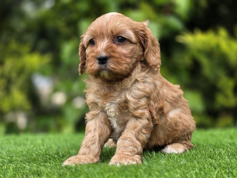 Cavapoo welpen
