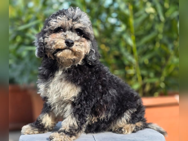 Cavapoo welpen
