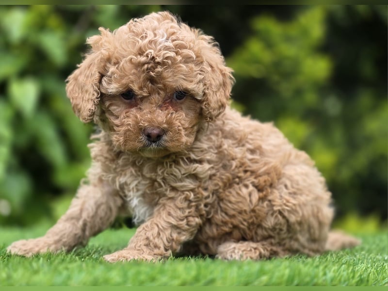 Cavapoo welpen