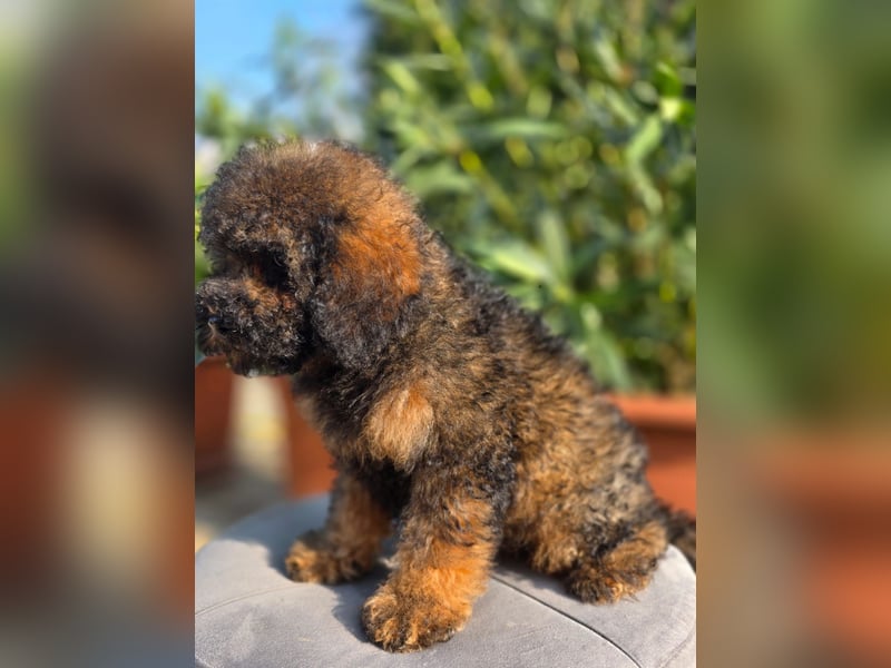 Cavapoo welpen