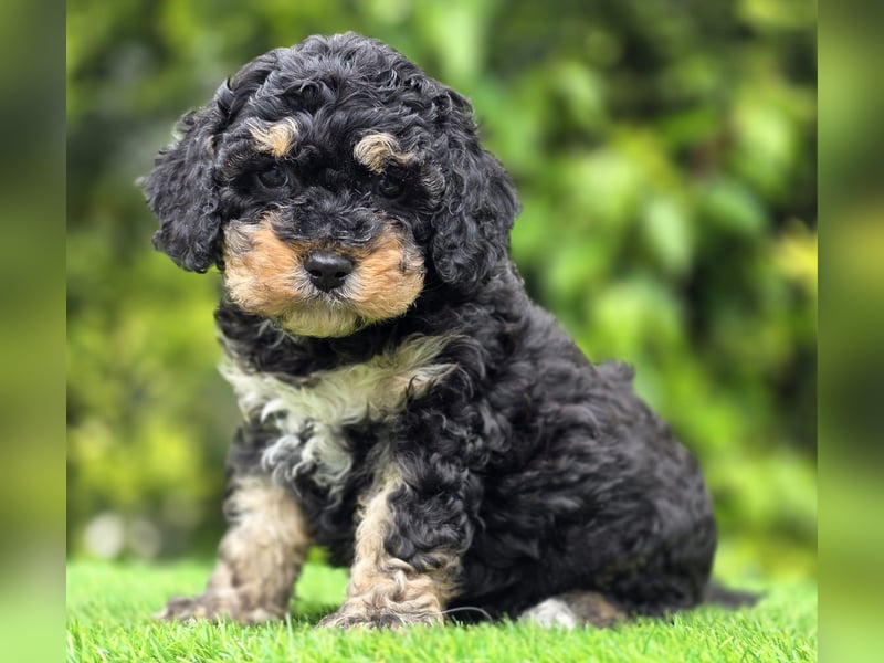 Cavapoo welpen