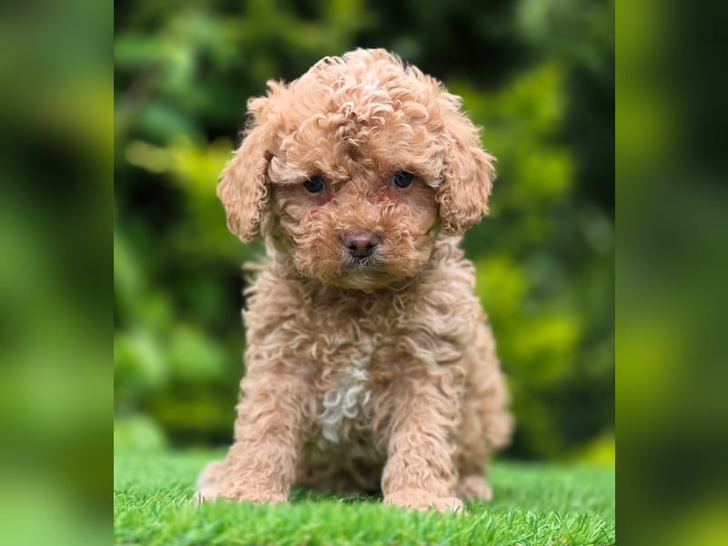 Cavapoo welpen