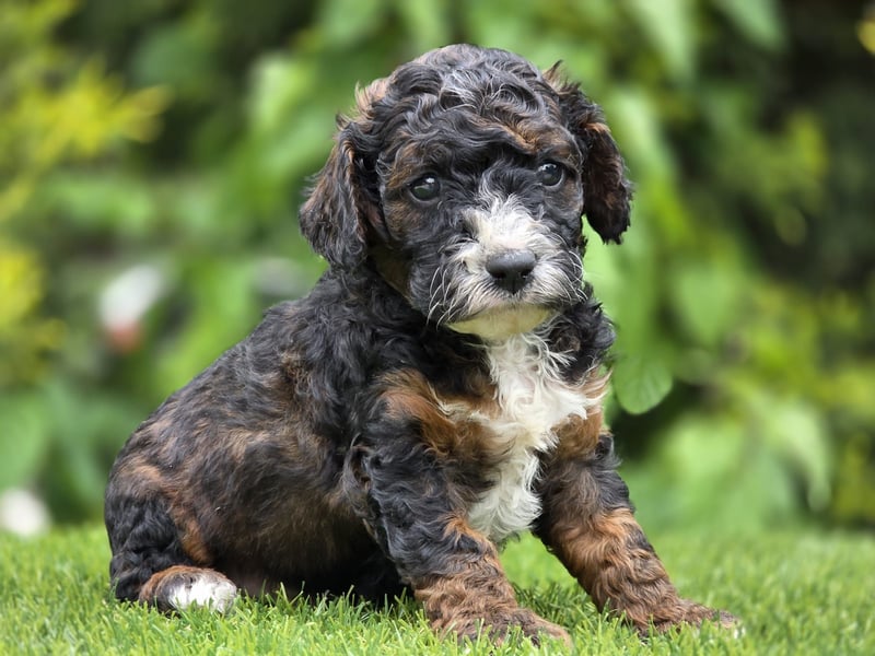 Cavapoo welpen