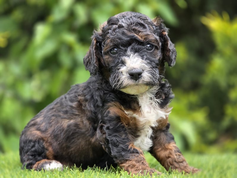 Cavapoo welpen