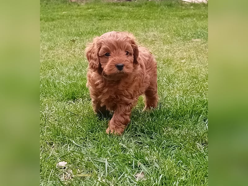 Cavapoo Welpen