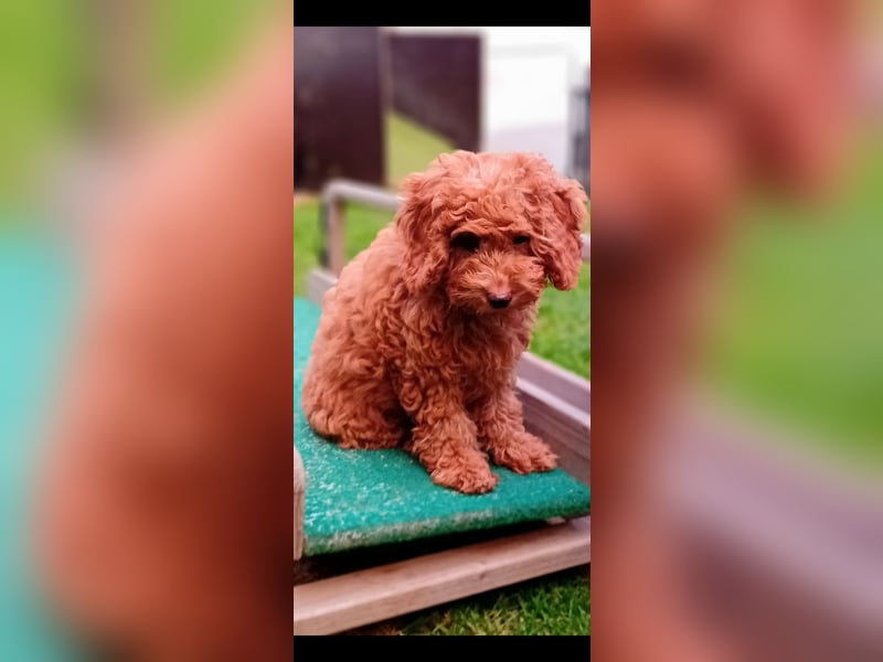Cavapoo Welpen