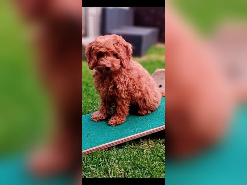Cavapoo Welpen