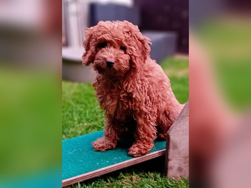 Cavapoo Welpen