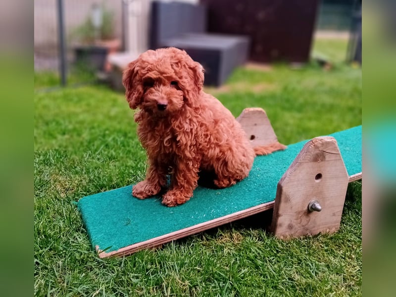Cavapoo Welpen