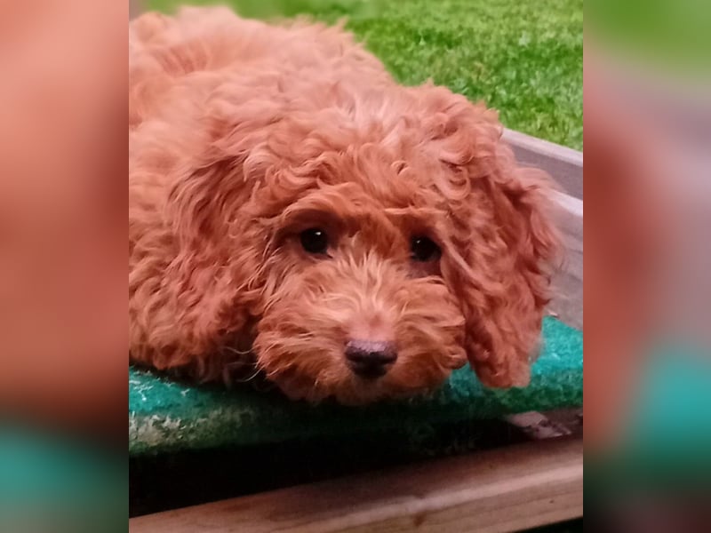 Cavapoo Welpen