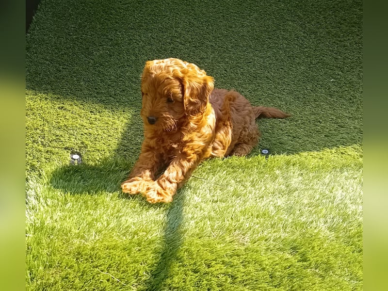 Cavapoo Welpen