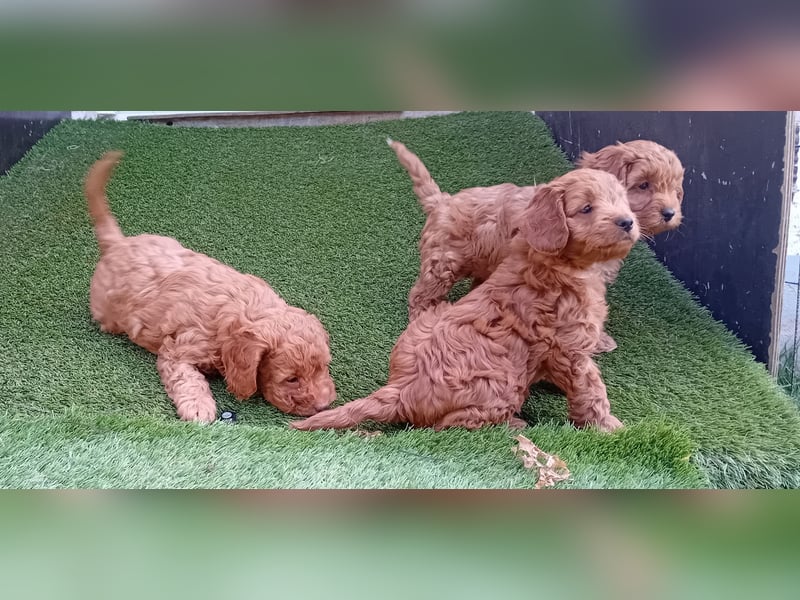 Cavapoo Welpen