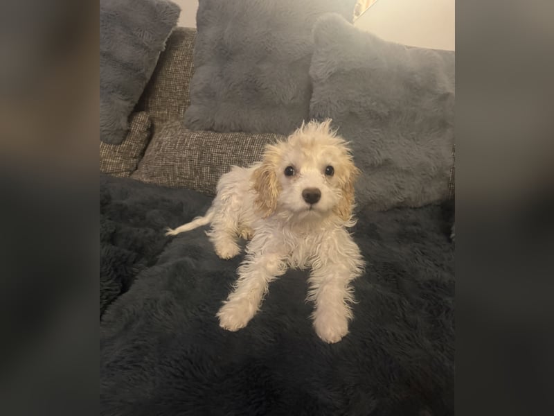 Cavapoo malteser  Mix Mädchen