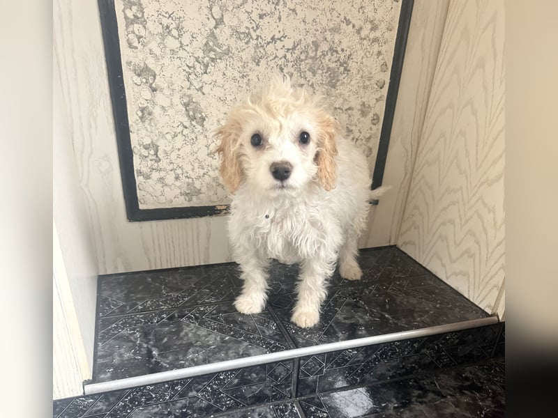 Cavapoo malteser  Mix Mädchen