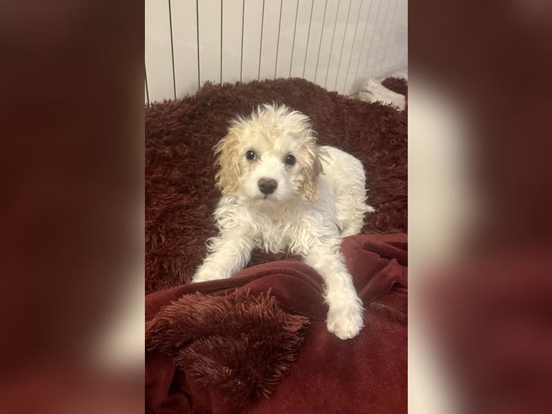 Cavapoo malteser  Mix Mädchen