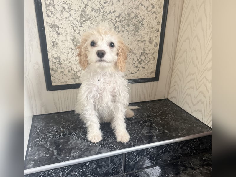 Cavapoo malteser  Mix Mädchen