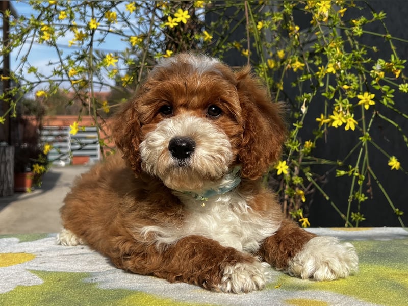 Wunderschöne Cavapoo Rüden suchen ein liebevolles Zuhause