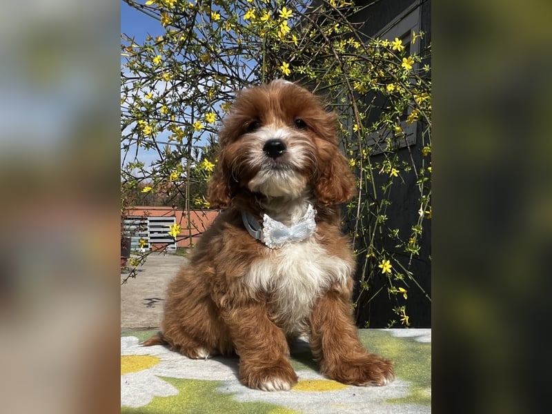 Wunderschöne Cavapoo Rüden suchen ein liebevolles Zuhause