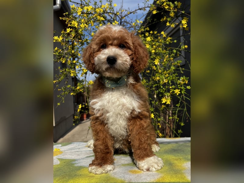 Wunderschöne Cavapoo Rüden suchen ein liebevolles Zuhause