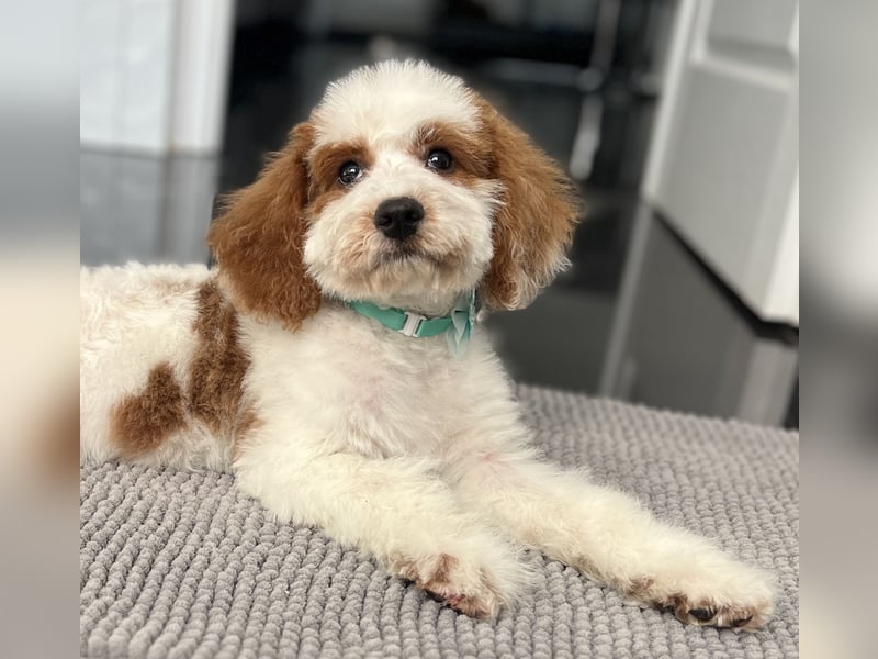 Wunderschöne Cavapoo Rüden suchen ein liebevolles Zuhause