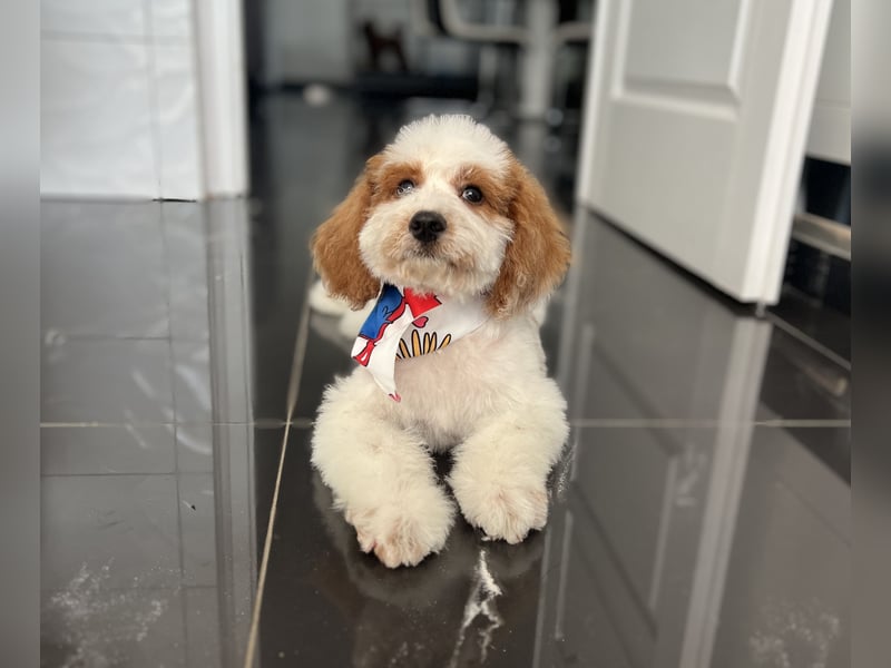 Wunderschöne Cavapoo Rüden suchen ein liebevolles Zuhause