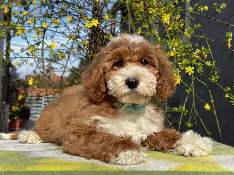 Wunderschöne Cavapoo Rüden suchen ein liebevolles Zuhause