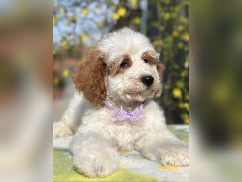 Wunderschöne Cavapoo Rüden suchen ein liebevolles Zuhause
