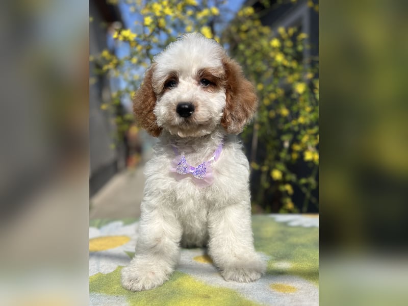 Wunderschöne Cavapoo Rüden suchen ein liebevolles Zuhause