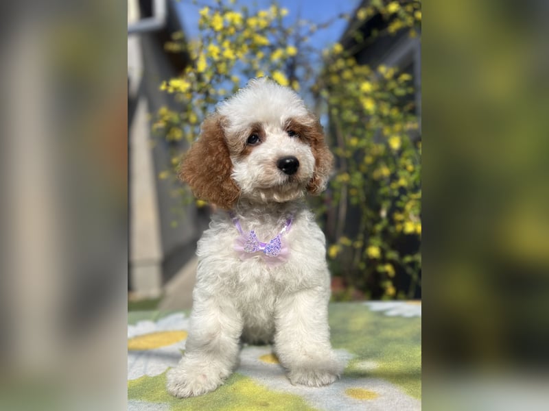 Wunderschöne Cavapoo Rüden suchen ein liebevolles Zuhause