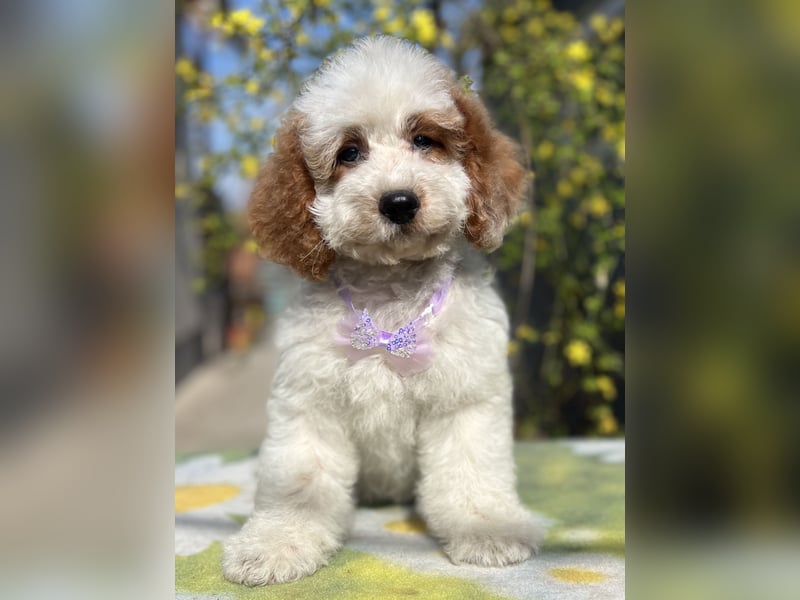 Wunderschöne Cavapoo Rüden suchen ein liebevolles Zuhause