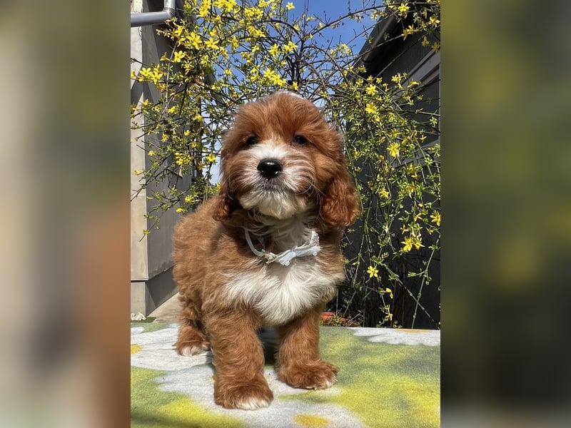 Wunderschöne Cavapoo Rüden suchen ein liebevolles Zuhause