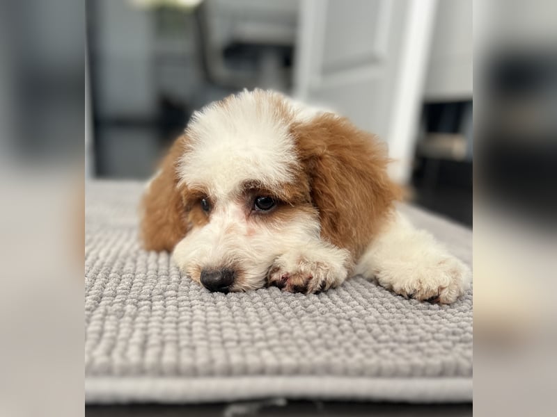 Wunderschöne Cavapoo Rüden suchen ein liebevolles Zuhause