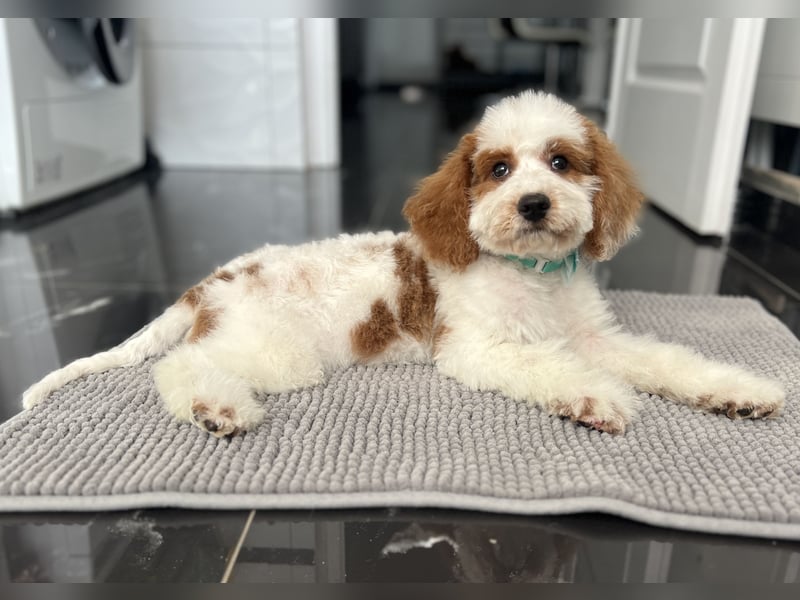 Wunderschöne Cavapoo Rüden suchen ein liebevolles Zuhause